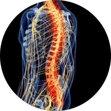Musculoskeletal Care Image Shane Moss Chiropractic Services Page